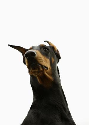 【信頼と安心の実績】アサンテのシロアリ駆除サービス｜即日対応、土日祝も受付中