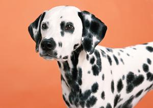 信頼と実績のシロアリ駆除ならアサンテ ? 無料診断と即日対応で安心をお届け